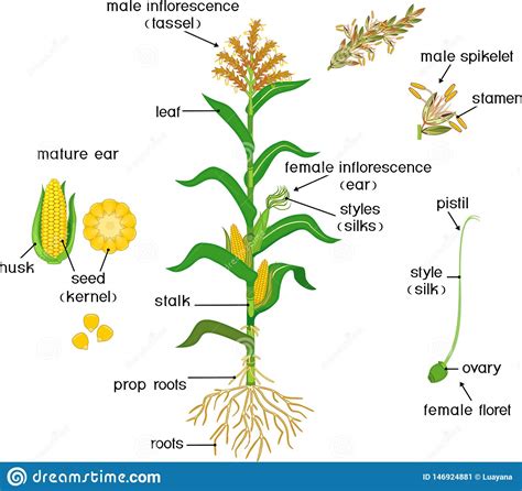 Lots of trees are hermaphroditic — that is, their flowers contain both male and female reproductive parts. Parts Of Plant. Morphology Of Corn Maize Plant With Green ...