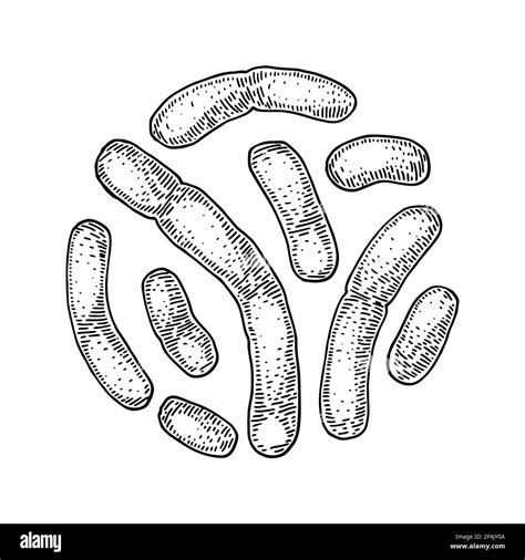 Hand Drawn Probiotic Lactobacillus Bacteria Good Microorganism For