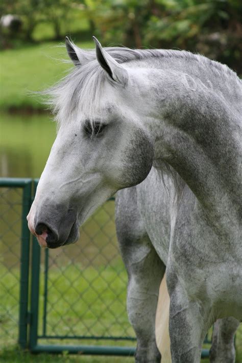 pin  barbara jackson  heart   horse horses grey horse beautiful horses