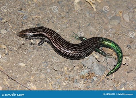 Gran Canaria Skink Chalcides Sexlineatus Stock Photo Image Of