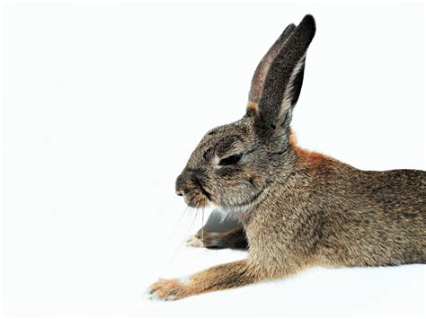 Free Images White Animal Isolated Pet Mammal Fauna Hare Eyes