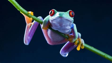 Enjoy wallpapers for your android mobiles in hd, qhd and 4k resolutions. Cute Frog Backgrounds - Wallpaper Cave