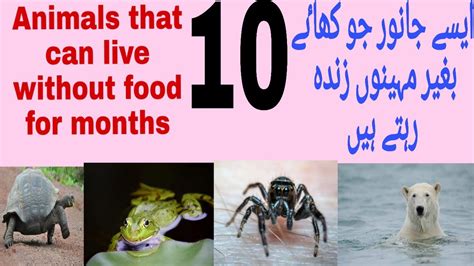 10 Most Unique Animals That Can Live Without Food For Months دس جانور