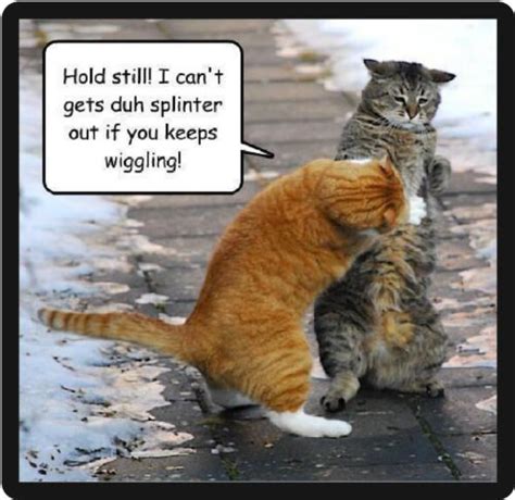 Funny Cat Humor Hold Still Refrigerator Magnet Ebay