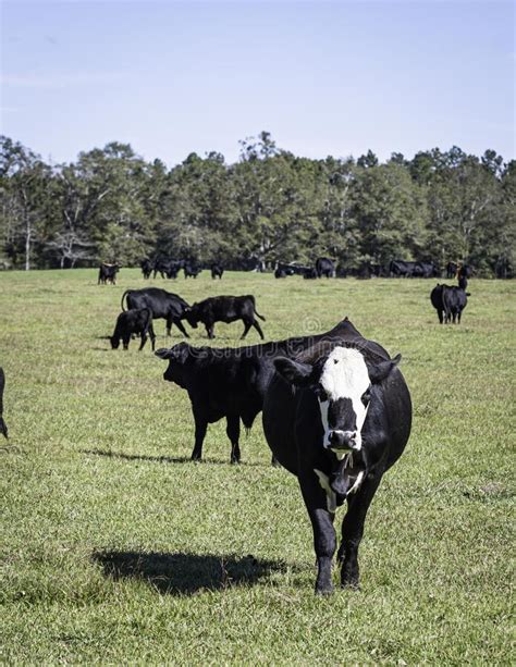 Black Baldy Cow Walking Toward Camera Stock Photo Image Of Adult