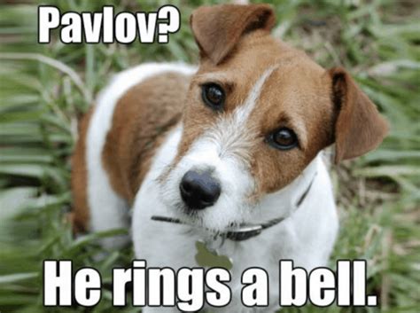6 Pun Dog Jokes That Will Instantly Brighten Your Day Riset