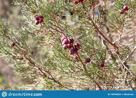 Juniperus Phoenicea L, Black Juniper Or Smooth Juniper. Commonly Known As Phoenician Juniper, Is ...