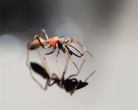 Ant Mimic Jumping Spider Myrmarachne Melanocephela Kuala Lumpur