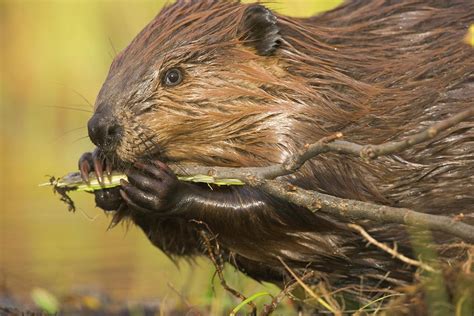 North American Beaver Castor Canadensis By Eastcott Momatiuk