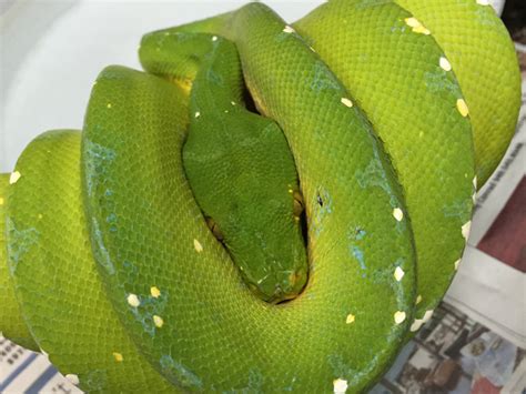 Gorgeous Green Tree Pythons Rare Color Phase Jons Jungle
