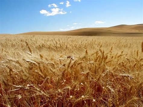 Spring Forage Barley Lavina Green Cover