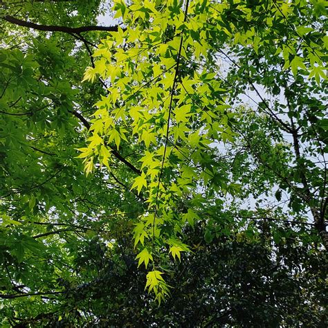 Green Leaf Tree During Daytime Hd Phone Wallpaper Peakpx