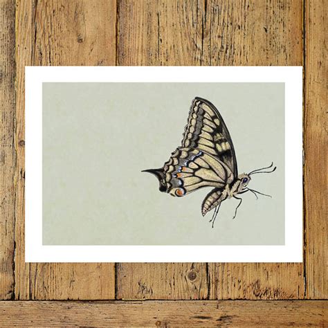 Swallowtail Butterfly Illustration Print By Ben Rothery