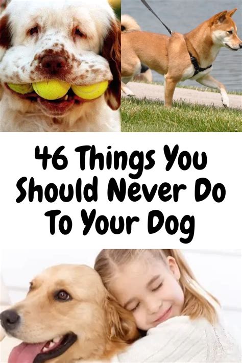 If You Own A Dog Here Are 46 Things You Should Never To Do Them