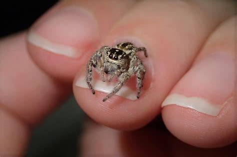 Cute Baby Spiders