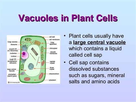 Vacuole Function In Plant Cell Isabelsrwagner