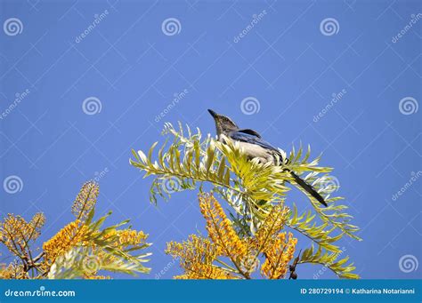 Wildlife Birds Series Blue Stellar S Jay Sitting In A Silky Oak Tree