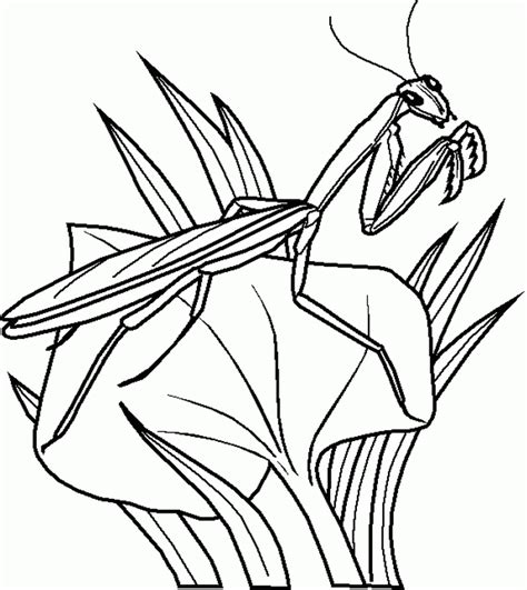 Butterflies, bugs, caterpillars, ladybugs, ants, dragonflies and other. Insects For Kids Coloring Pages - Coloring Home
