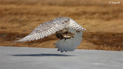 Intense Hunting Photographs Stockvault Net Blog