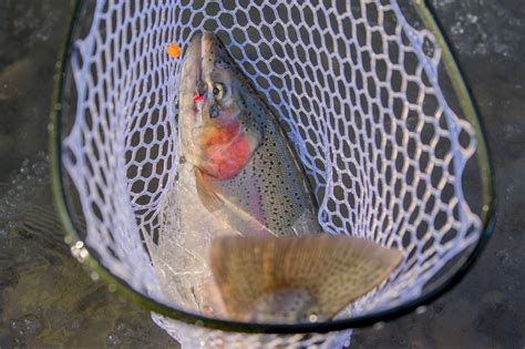 Complete Guide To Fly Fishing For Steelhead Fly Rigs Go To Flies And