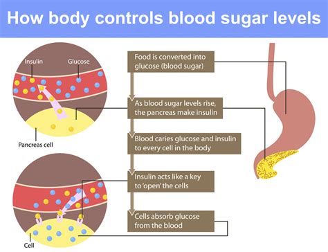 Blood Sugar 101 - Diabetes Daily