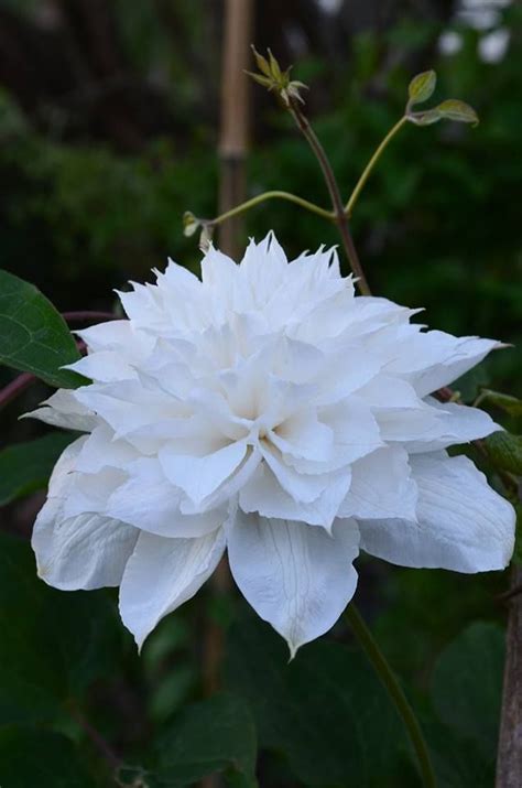 Check spelling or type a new query. Facebook | Clematis flower, Clematis trellis