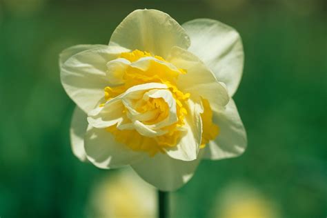 Narcissus Unique Bbc Gardeners World Magazine