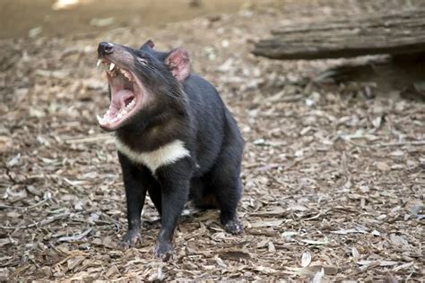 Tasmanian Devils Reintroduced To Australian Mainland For First Time In