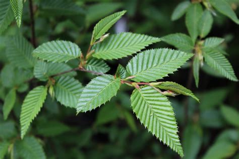 Japanese Hornbeam - Carpinus Japonica