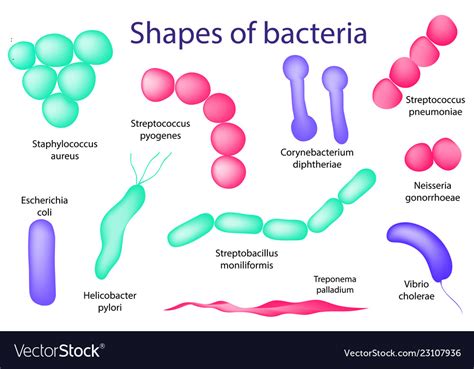 Arrangements Bacterial Microorganism Royalty Free Vector
