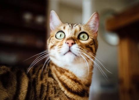 Can Bengal Cats Go Outside Pros And Cons