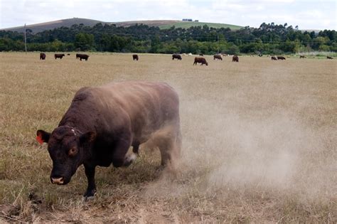 Fileangry Bull In Pasture Wikimedia Commons