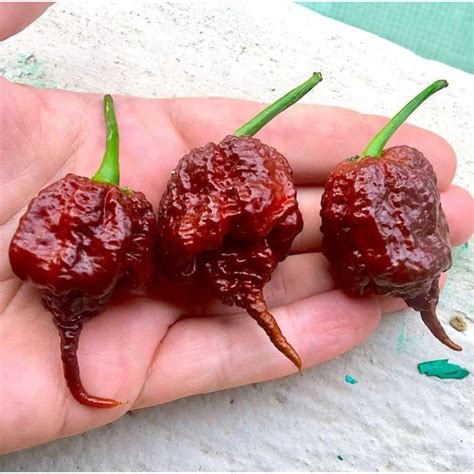 Carolina Reaper 10 Seeds