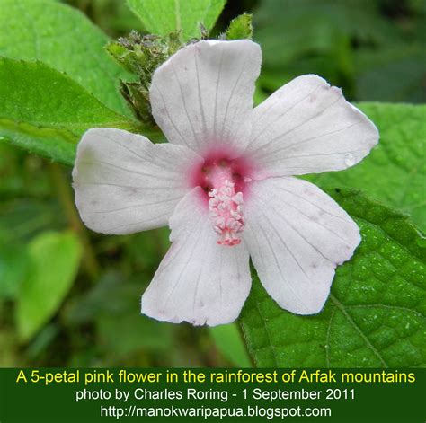 Tropical Rainforest Flowers Names And Pictures Best Flower Site