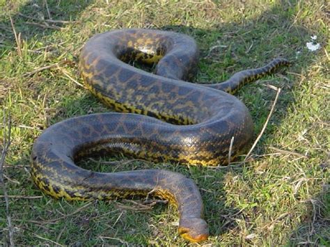 Animals World Dark Spotted Anaconda Snakes