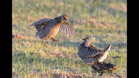 Greater Prairie Chickens On Their Booming Grounds Mating Displays