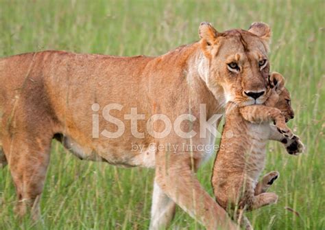 Lioness Carrying Cub Stock Photo Royalty Free Freeimages
