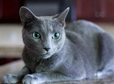 Gato Azul Ruso Origen Aspecto Carácter Nutrición Aseo Y Otros