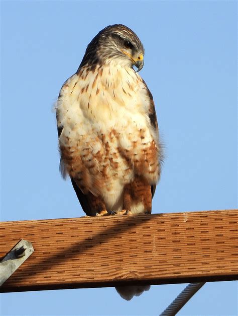 Pin On Birds Of Arizona