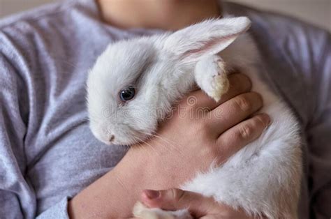 A Boy With A White Rabbit In His Hands Stock Photo Image Of Child