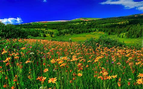 Spring Mountain Flowers Meadow With Green Grass Forest With Pine Trees