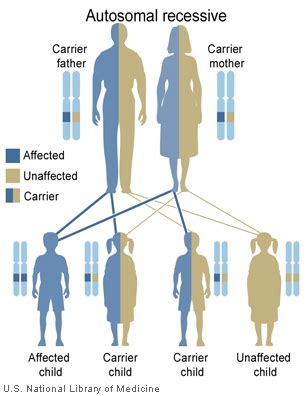X chromosome of male is the right answer because male is recessive for the trait.where in femalle two genes must be needed to appear a trait. Main Inheritance Patterns | Genes in Life