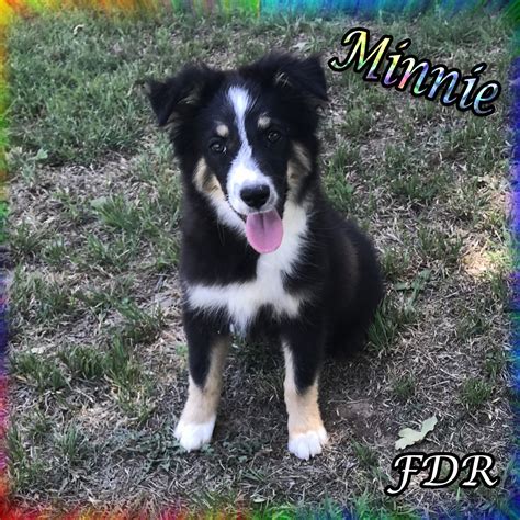 Miniature Australian Shepherd Puppies For Sale | Dallas, TX #276110