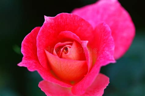 Beautiful Rose Flower In The Garden Stock Photo Image Of Colorful
