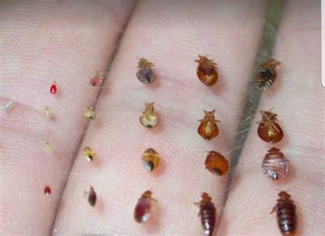 How To Tell Body Lice And Bed Bugs Apart Bedbugs