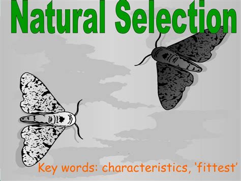 ppt natural selection powerpoint presentation free download id 761564