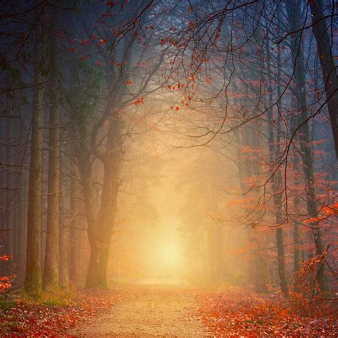 Forest Autumn 5k Ipad Wallpapers Free Download