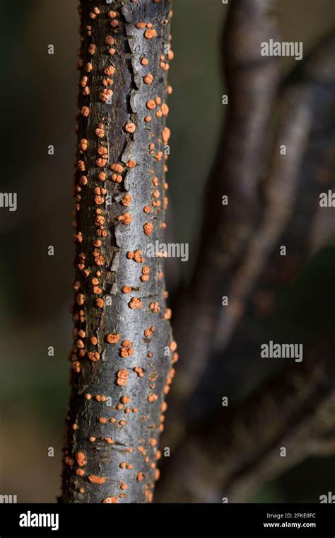 Coral Spot Fungus In A Dead Branch Orange Fruiting Bodies Of The