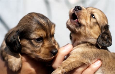 You have arrived at longdox miniature dachshunds home on the web, where we, the lee family, raise miniature dachshunds exclusively in salem, oregon, and have them available thoughout the year. English Cream Long Haired Dachshund Puppies | Dachshund ...
