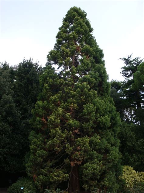 Giant Redwood 20pcs T Seeds With Love Giant Sequoia Etsy